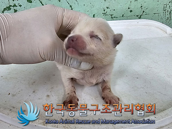 한국동물구조관리협회_441406202301104